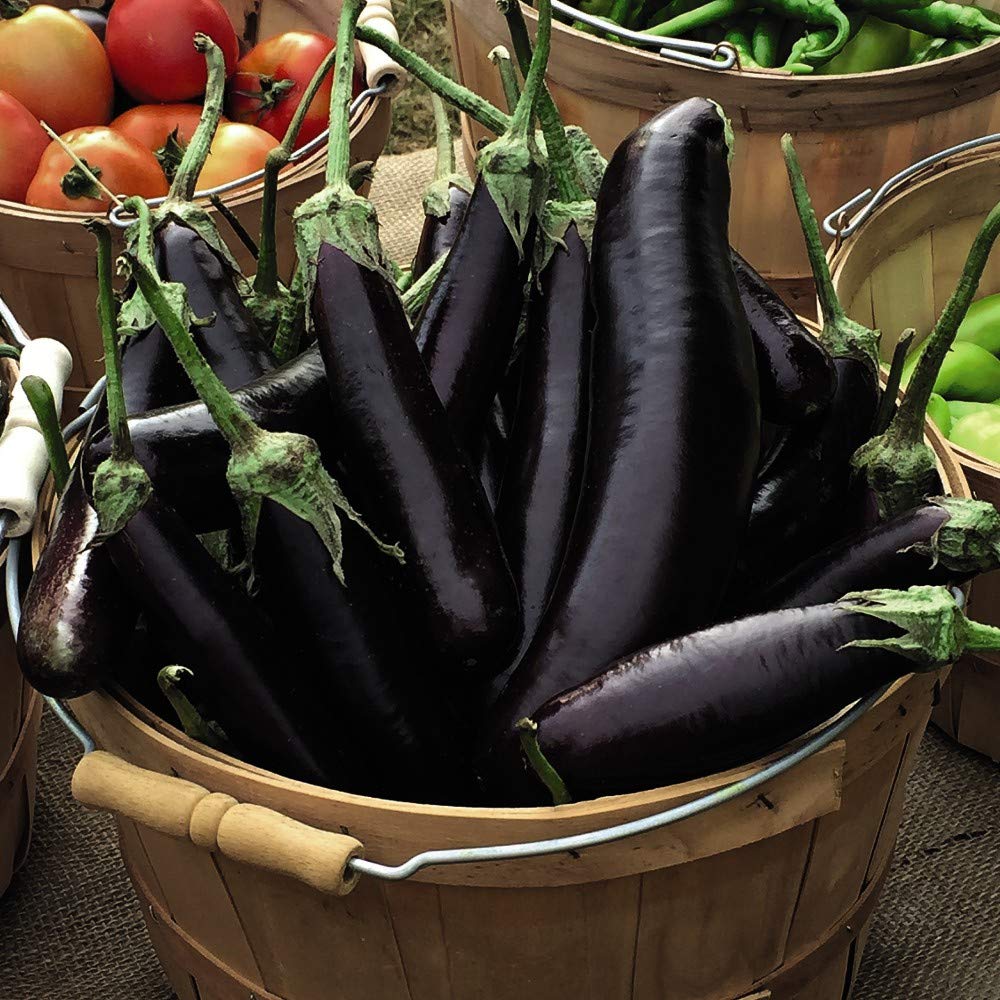 Aubergine 'Hansel' F1 Hybrid Egg Plant Tender Annual Vegetables Summer Autumn Harvest Garden Plants Grow Your Own 1 x Seed Packet (5 Seeds) Aubergine 'Hansel' F1 Hybrid by Thompson and Morgan