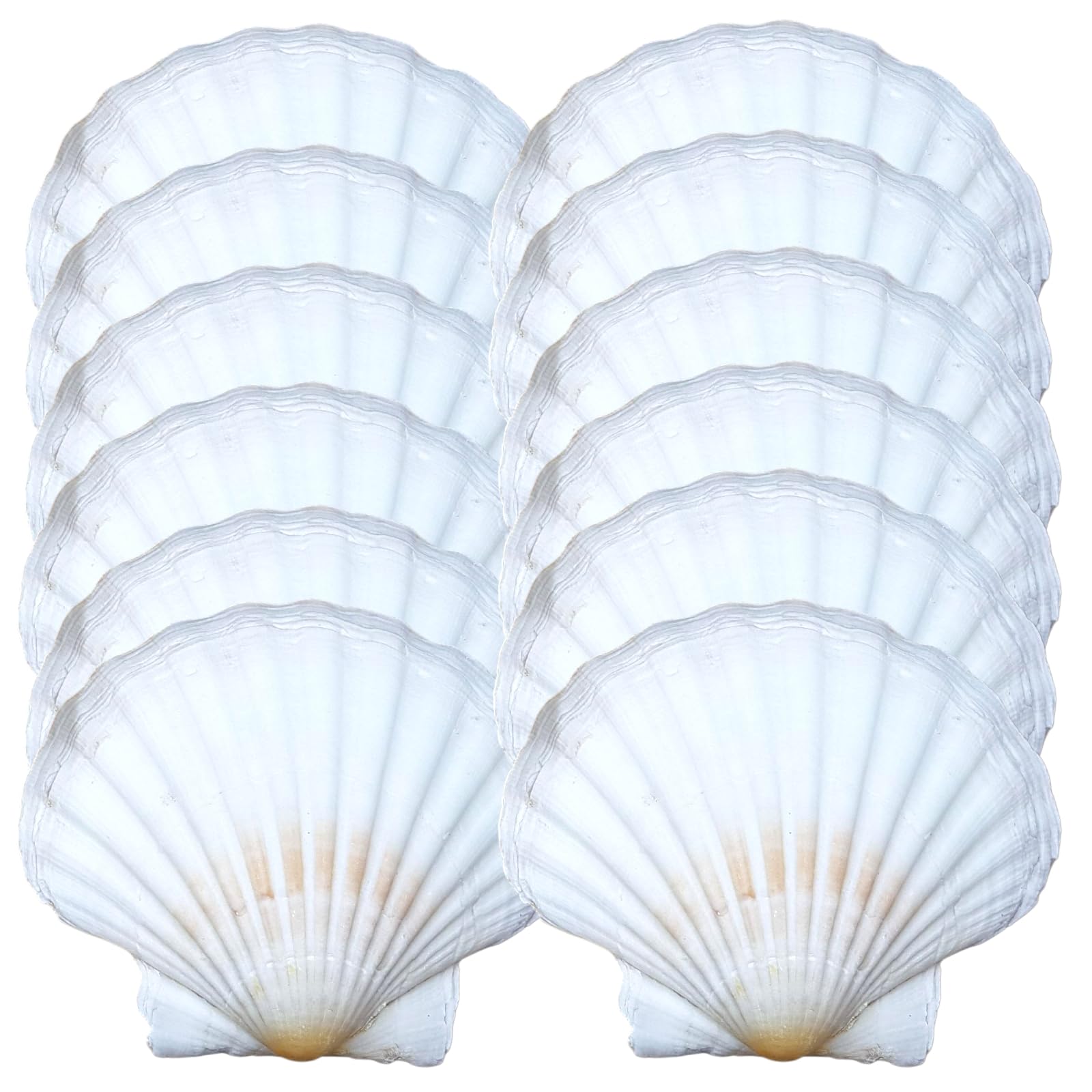 Avalon SCALLOP SHELLS - Cleaned and Washed - British White Scallop Shells - Quality Clam Shells for Appetizer Serving Dishes, Parties, Buffets, Crafts, Decorations etc (12, 12-13cm)