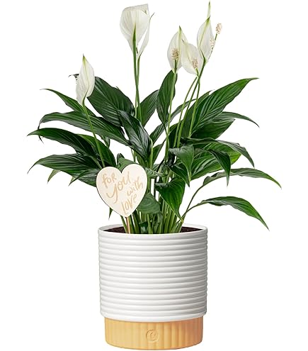Amazon.com : Spathiphyllum 'Peace Lily' Live Plant - Peace Lily Plant Live  Houseplant- Indoor Air Purifier - Low Maintenance Flowering Indoor Plant -  CA Seller (Small Plant, 4" Pot, NOT Flowering Currently) :