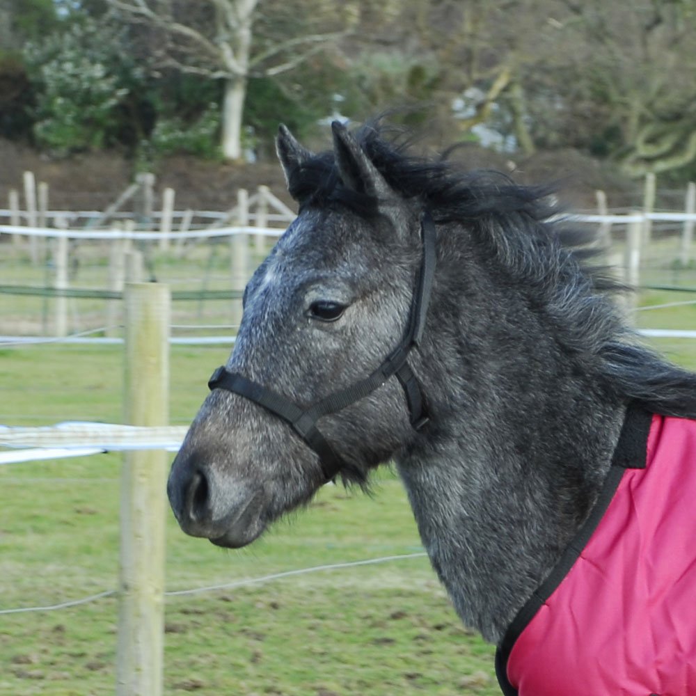 Rhinegold Field Safe Foal Headcollar-Black