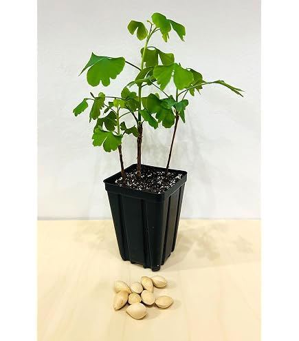 welches holz passt zu bambus Bambus Terrassendielen Bangkirai Farbige Holzdecken 185cm