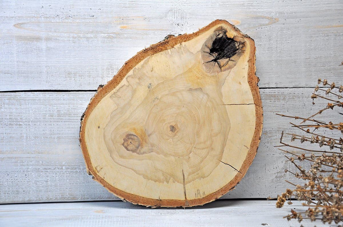 36x28cm Birch wood slice for centerpiece wedding rustic Wooden coaster Birch slices Wooden cake stand Wood cake stands for weddings Wood slabs Rustic wedding decoration rustic baby shower decor