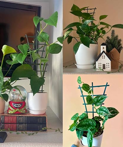 Feitore Plant Trellis Indoor, 6Pcs Stackable Plant Trellis for Climbing  Plants Indoor, Small Plant Climbing Trellis for Potted Plants Plastic  Climbing Plant Support Trellis for Houseplant Hoya Pothos in Saudi Arabia |