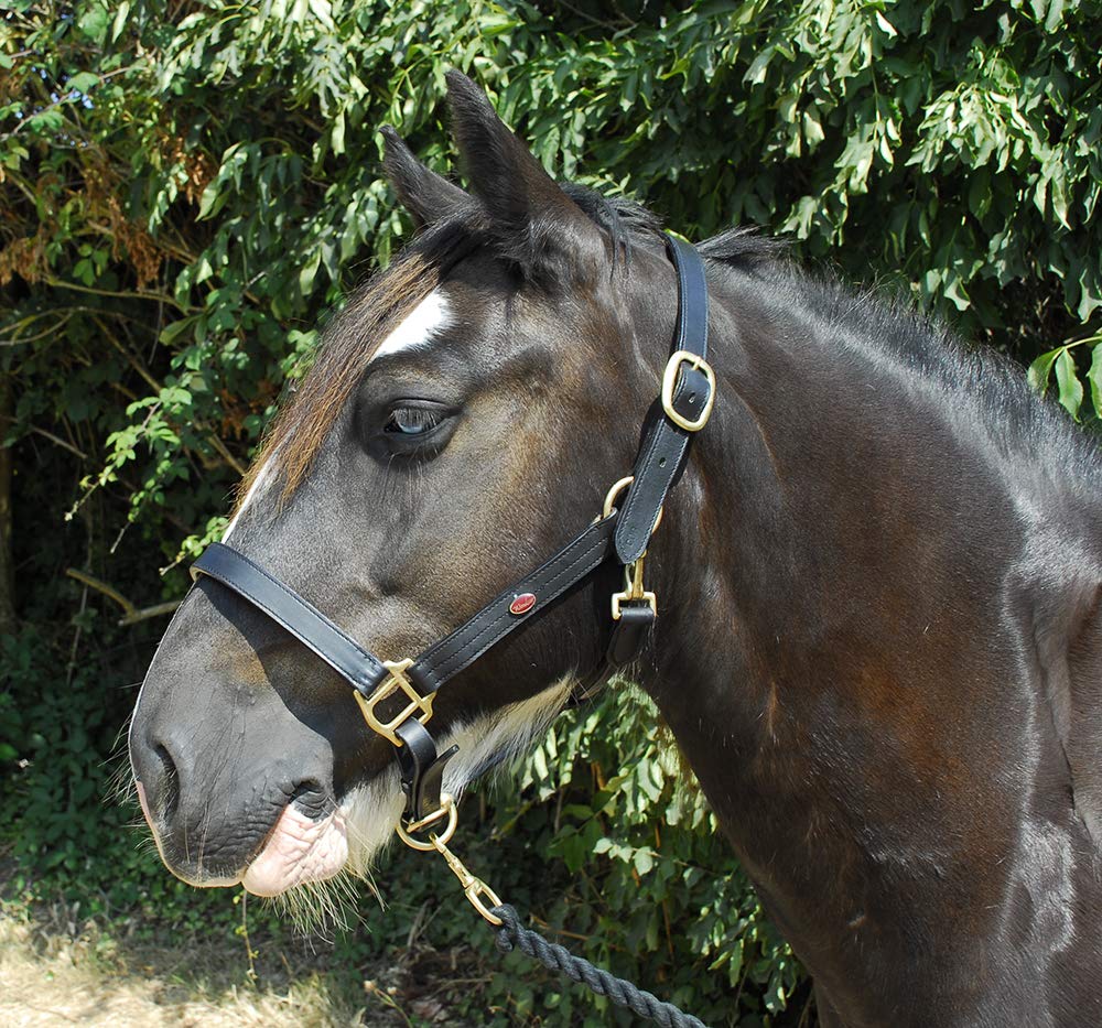 Windsor Leather Horse Pony Headcollar in Black or Havana Full, Havana