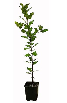 Seedeo® Steineiche (Quercus ilex) Pflanze ca. 50-60 cm