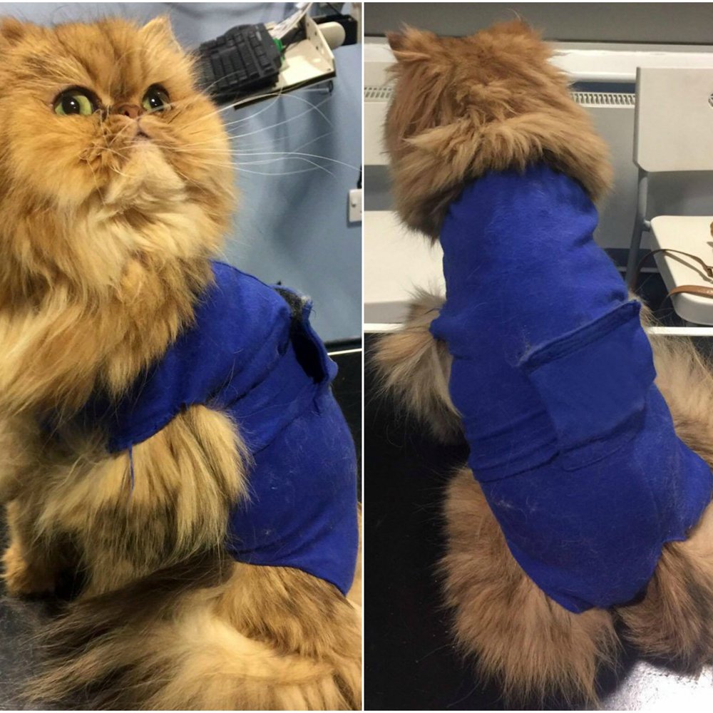 Cat Medical Vest Recovery Suit For Cats and Small Dogs Buy Online