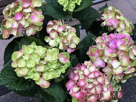 Amazon アジサイ ハイドランジア マジカル グリーンファイヤー 観葉植物 オンライン通販