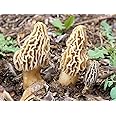 Root Mushroom Farm- Mushroom Liquid Cultures (Yellow Morel(Morchella esculenta))