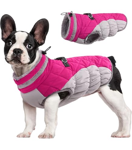 RC Pet Products Nimbus Puffer Hundemantel – Gesteppt, Wasserdicht, Größe 28 (71 Cm Länge), Graphit/Limette