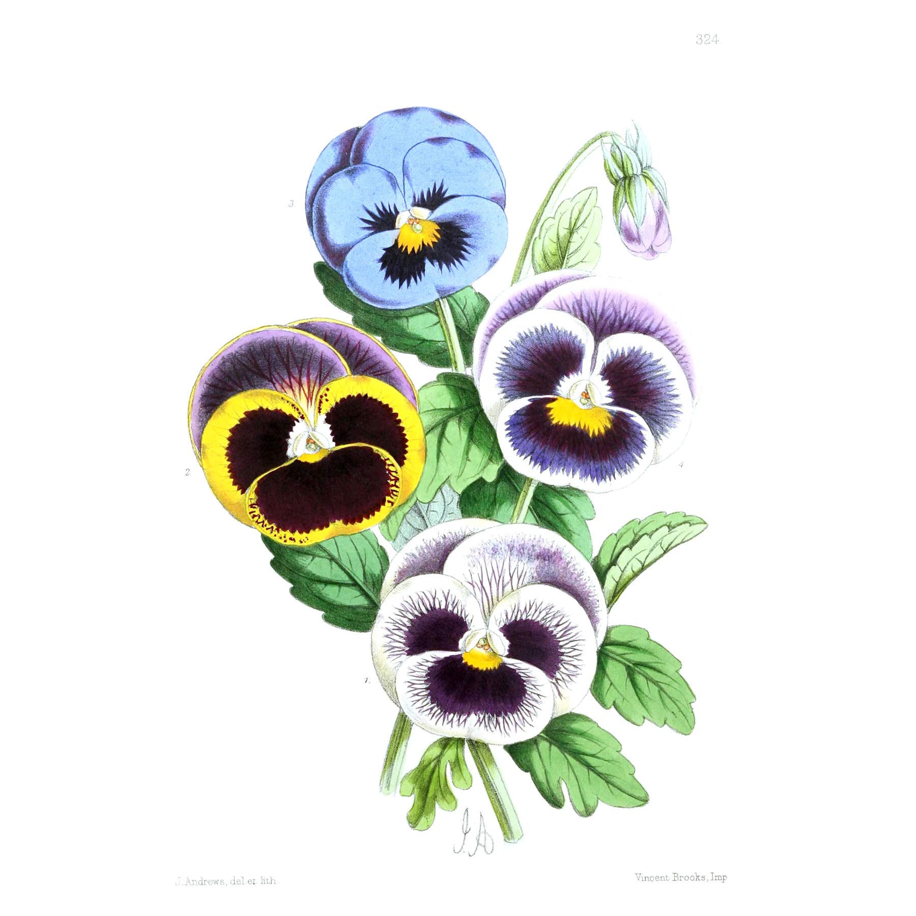 Flower Pansies Viola Illustration Large Wall Art Print Canvas Premium Poster
