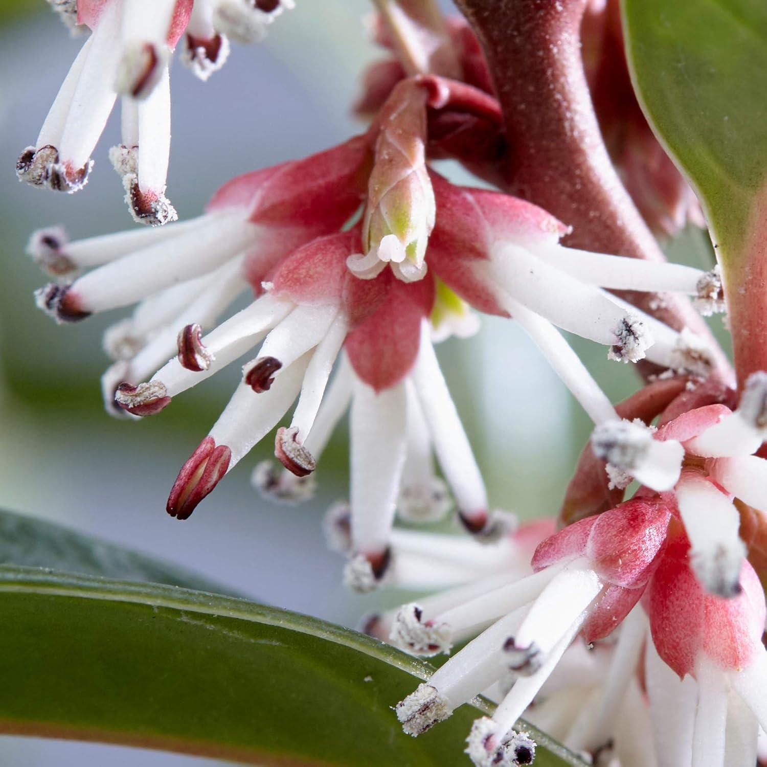 YouGarden Sarcococca hookeriana 'Winter Gem', Established Garden Plant in 15cm Pot, Hardy Evergreen Shrub for Winter Fragrance - Image 5