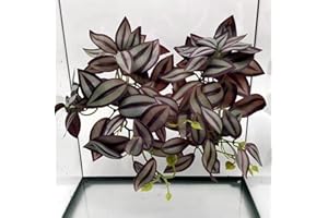 FLMOVING Reptile Plants for Terrarium, Amphibian Habitat Decor Artificial Hanging Plants with Suction Cup, Artificial Plants for Gecko Chameleon Snake Tortoise Tank Accessories. 2 Pack (FL-C)