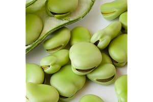 MOUNTAIN VALLEY SEED COMPANY Fava Bean Seeds – Aquadulce, 1 Lb (~240 Seeds) – Vicia faba – Non-GMO, Heirloom, Open Pollinated – Annual Crop for Farm, Home & Garden Vegetable Gardening – Ideal for Microgreens Farm, & Home Growing