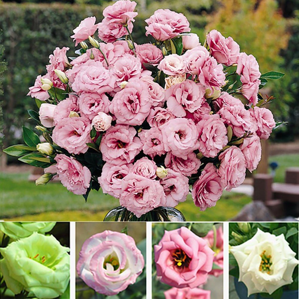 Verlike 50Pcs Mixed Color Lisianthus Eustoma Plant Flower Seeds Home Garden Decor, Seeds for Plainting, Easy to Grow Flower Plants Seeds Eustoma Grandiflorum Seeds