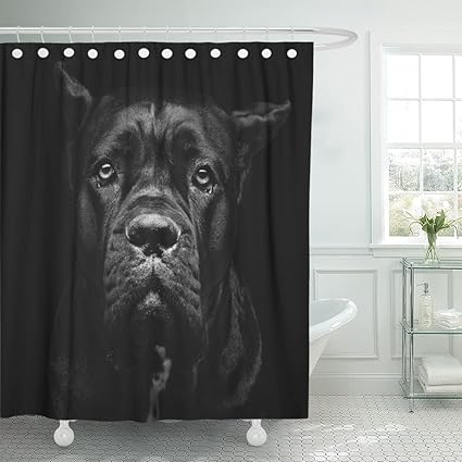 Emvency Shower Curtain Closeup Portrait Of Beautiful Black Cane Corso Female Dog Pure Breed Studio Shot Over Composition Waterproof Polyester Fabric