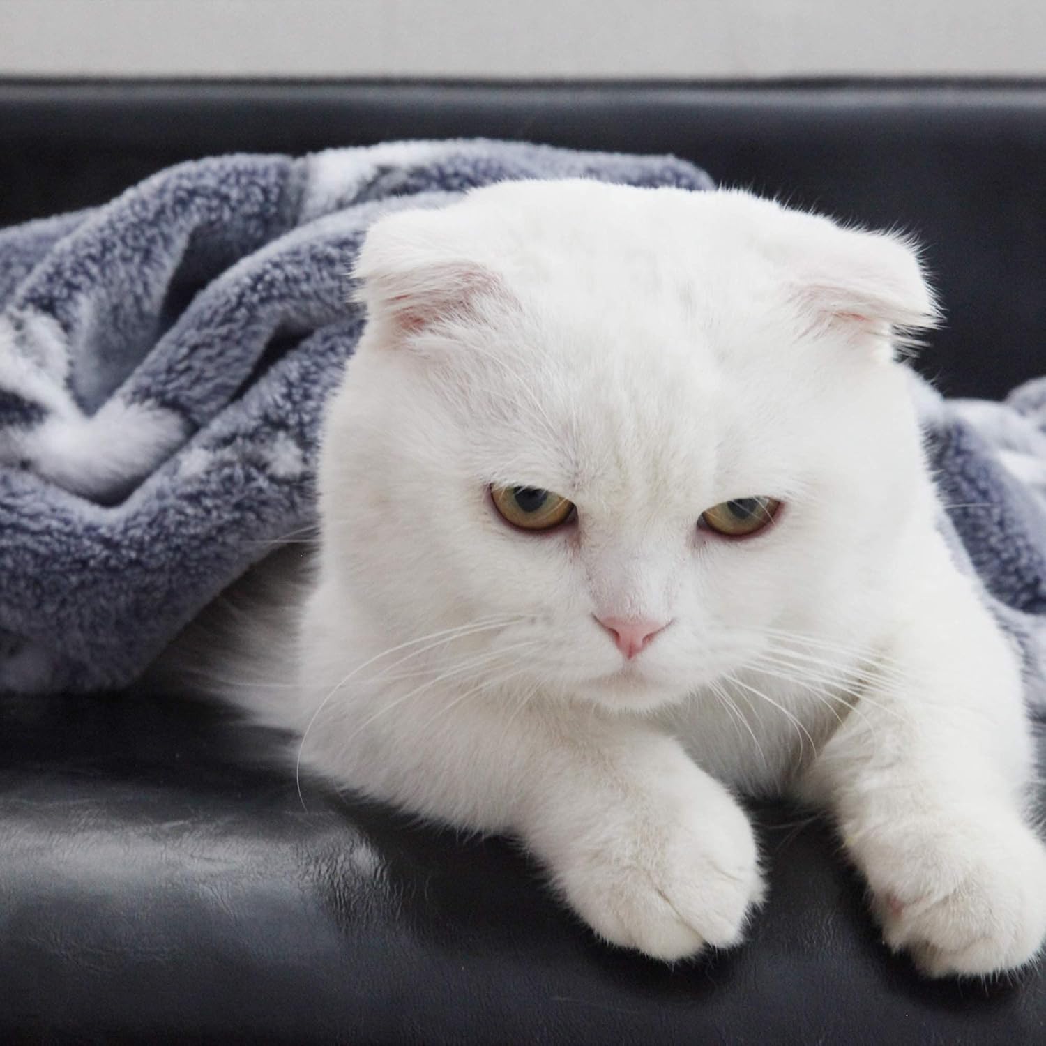 Patas Lague Extra Soft Flannel Cat/ Dog Blanket for Couch ,Plush Pet Throw Blanket with Cute Print Design (Navy Grey, 50 x 60inch): Kitchen & Dining