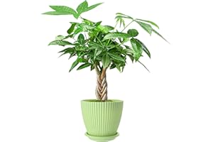 FLESHY FLORA Live Plants Money Tree in 4" Green Plastic Pot, Easy to Grow Houseplant, Indoor Bonsai, Home Office Decor, Birthday Housewarming Gift