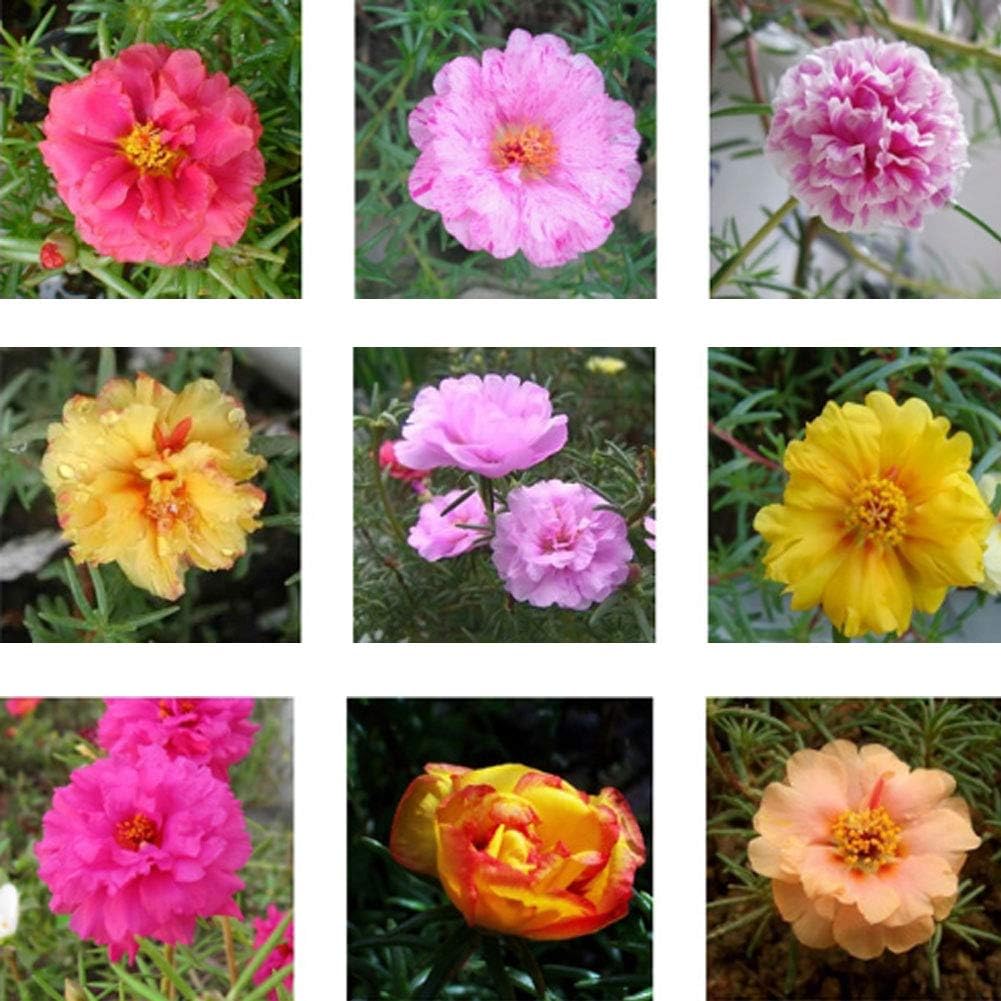 Jardinería Flores Ornamentales Verdolaga para Decorar Jardin