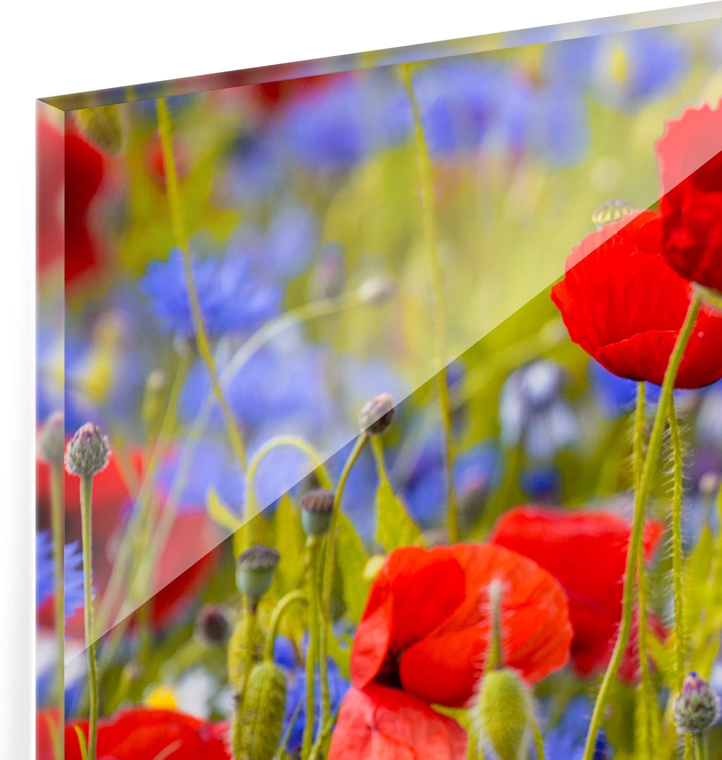 Bilderwelten Spritzschutz Glas Sommerwiese Mit Mohn Und Kornblumen Panorama 40 X 100cm Backofen Herdzubehor Elektro Grossgerate Pozegaonline Rs