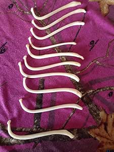 10 Real JUMBO Raccoon Baculum Penile Animal gag Gift toothpick Mounts