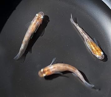 Amazon 灯三色めだか 未選別 1 0cm以上 生体 ５匹 アクアファームつくば 観賞魚 水中生物 通販