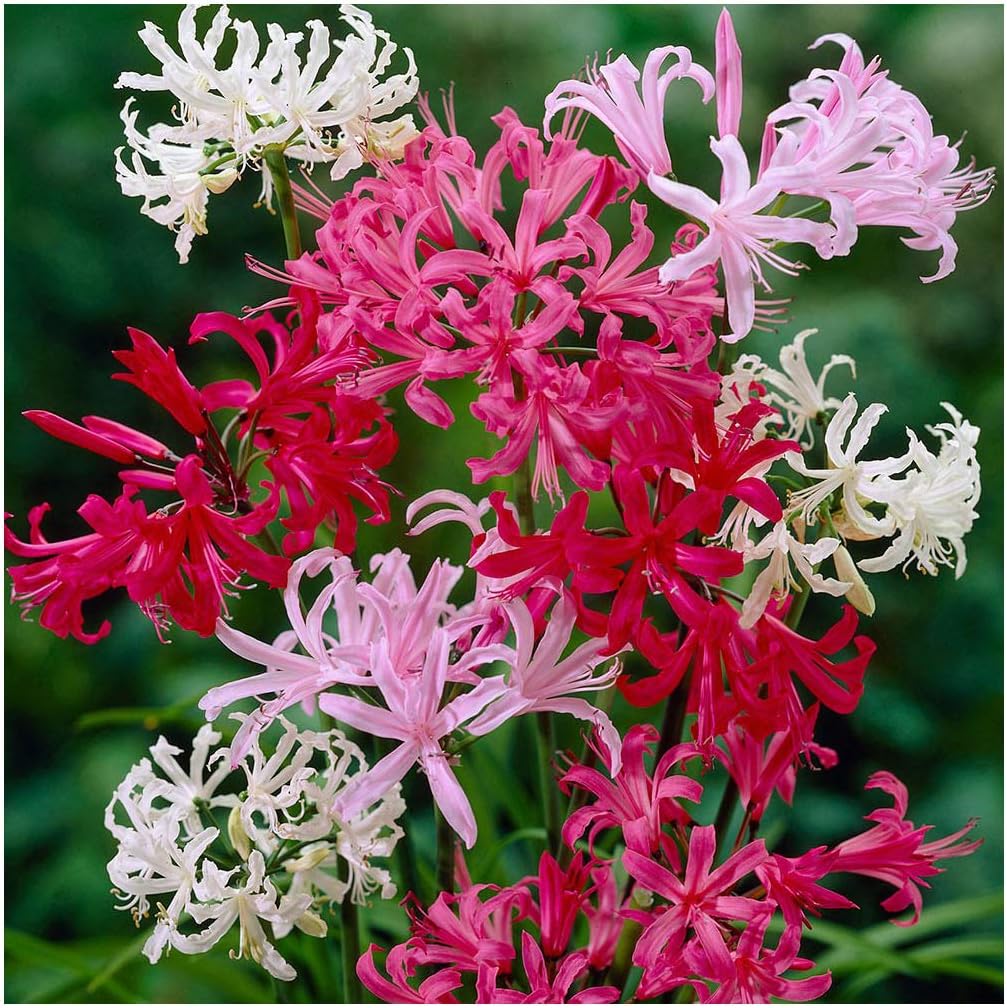 GARTHWAITE NURSERIES® : - UK Stockist : - 6 Nerine Bowdenii Mixed (Guernsey Lily) Bulbs White & Pink Garden Autumn Perennial