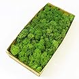 Preserved Reindeer Moss Natural Green DIY Kit Terrariums Gardenning Art Wall Decor Florist Decor Easter Table Decor Wedding D