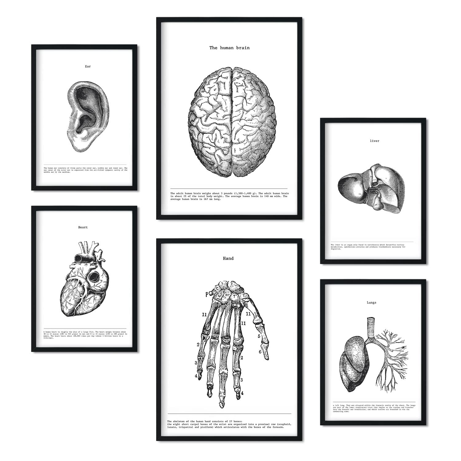 Nacnic Set of 6 posters Anatomy Organ. Collection of posters in collage aesthetic for interior decoration. Sizes A3 and A4. Frameless.