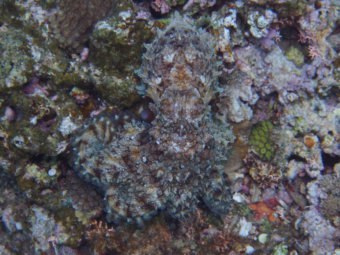 タコの知性 その感覚と思考 朝日新書 池田 譲 本 通販 Amazon