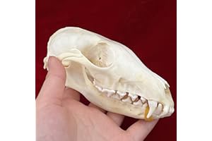 CLLOEAT Taxidermy Real Fox Skull Animals Skulls, Real Bones Specimen, Taxidermy Supplies for Science Education, Special Gift,