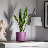B2C Flower Pots 30 cm Violet Matt with Saucer Plant Planter 8 Sizes view 2