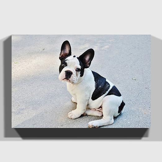 Big Box Art Noir Et Blanc Bouledogue Français Chien