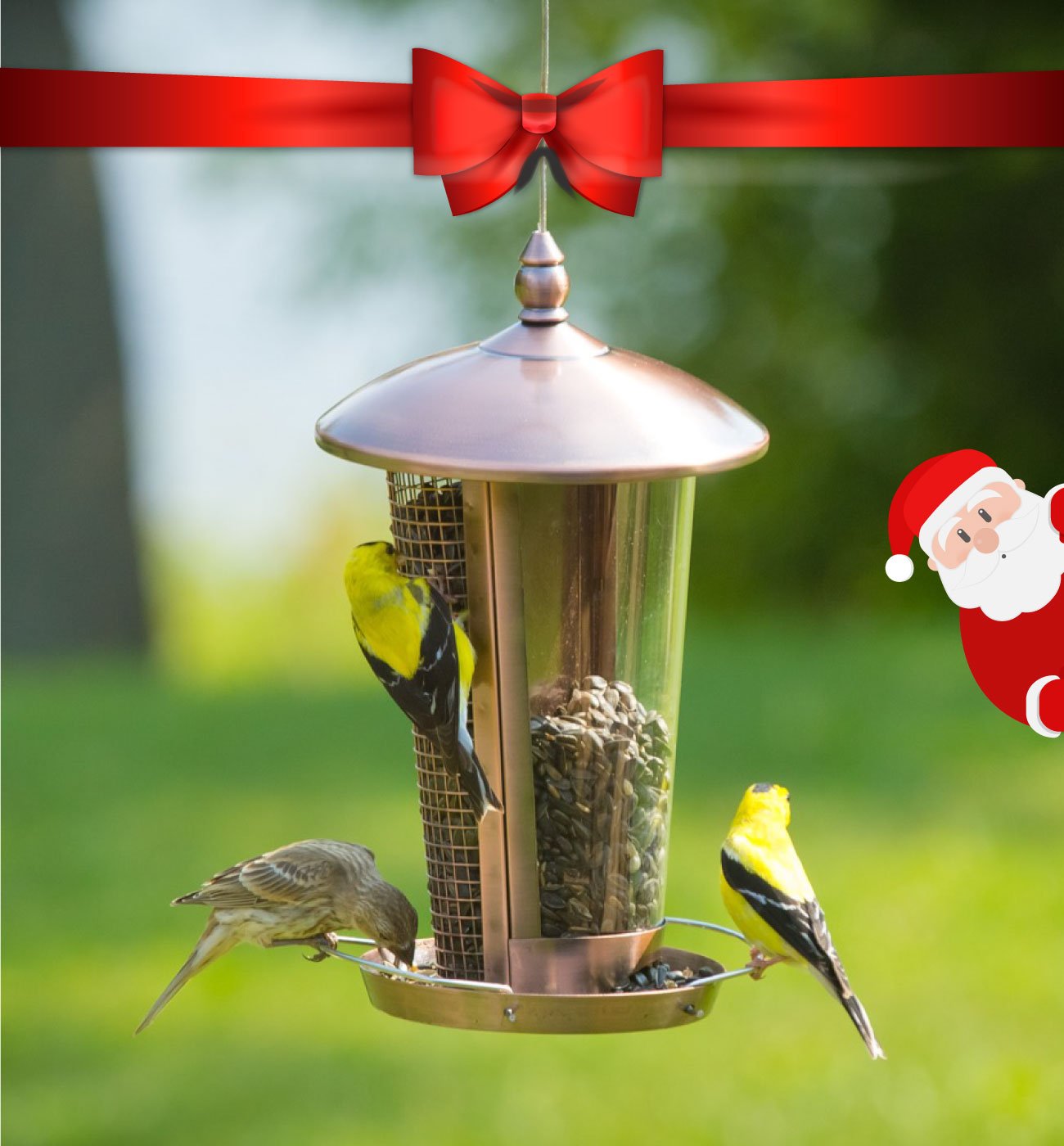 Bird Feeders Jaxslist