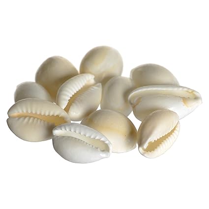 Kesar Zems Natural Kodi Shells (White) - Set of 11 Pieces