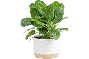 Costa Farms Ficus Audrey Live Plant in Decorative Pot, Indoor Houseplant, Perfect for Home, Room, or Office Decor, Great House Warming or Birthday Gift, 12-18 Inches Tall