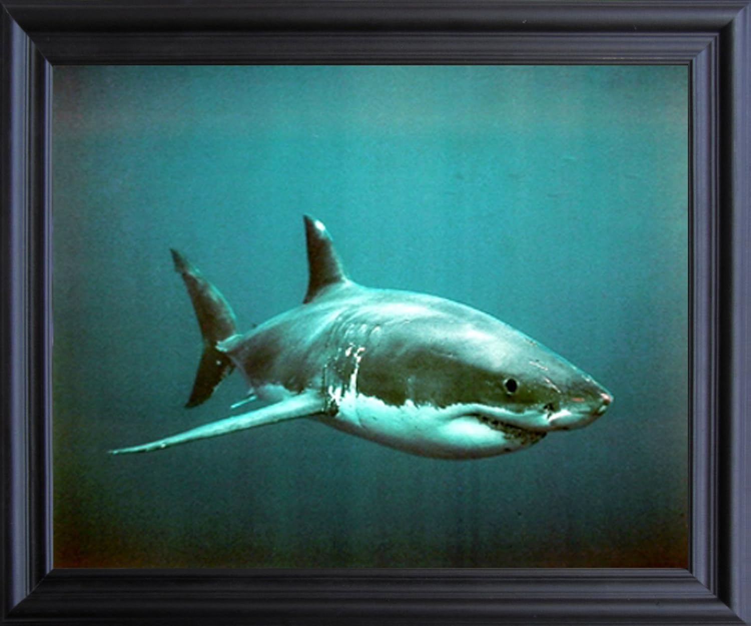 Impact Posters Gallery Wild Great White Shark Ocean Animal Wall Decor Black Framed Picture Art Print (19x23)