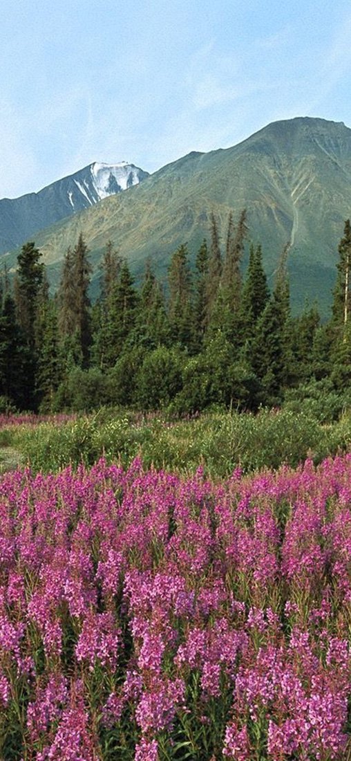 PeelitStickit, Beautiful Nature Wall Murals, ID-1784, vinyl