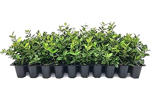 FLORIDA FOLIAGE Asiatic Jasmine Minima - 3 Live Plants - Trachelospermum Asiaticum - Drought Tolerant Cold Hardy Evergreen Ground Cover