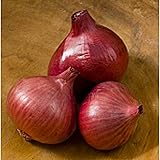 Camelot Shallots Seeds (20+ Seeds) | Non GMO