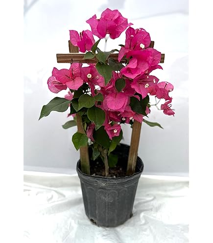 anthurium availability Anthrium (Flamingo Lily)