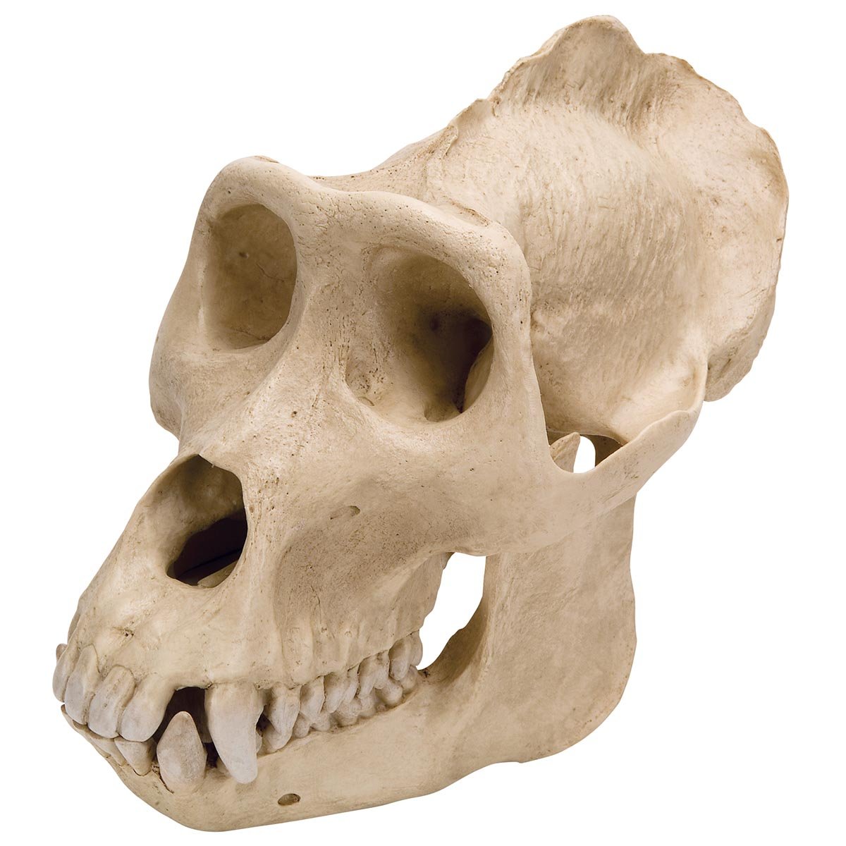 3B Scientific VP762/1 Gorilla Skull Model, Male, Replica