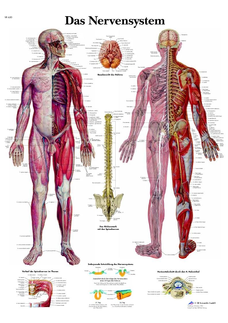 3B Scientific VR0620UU Anatomical Chart - The Nervous System