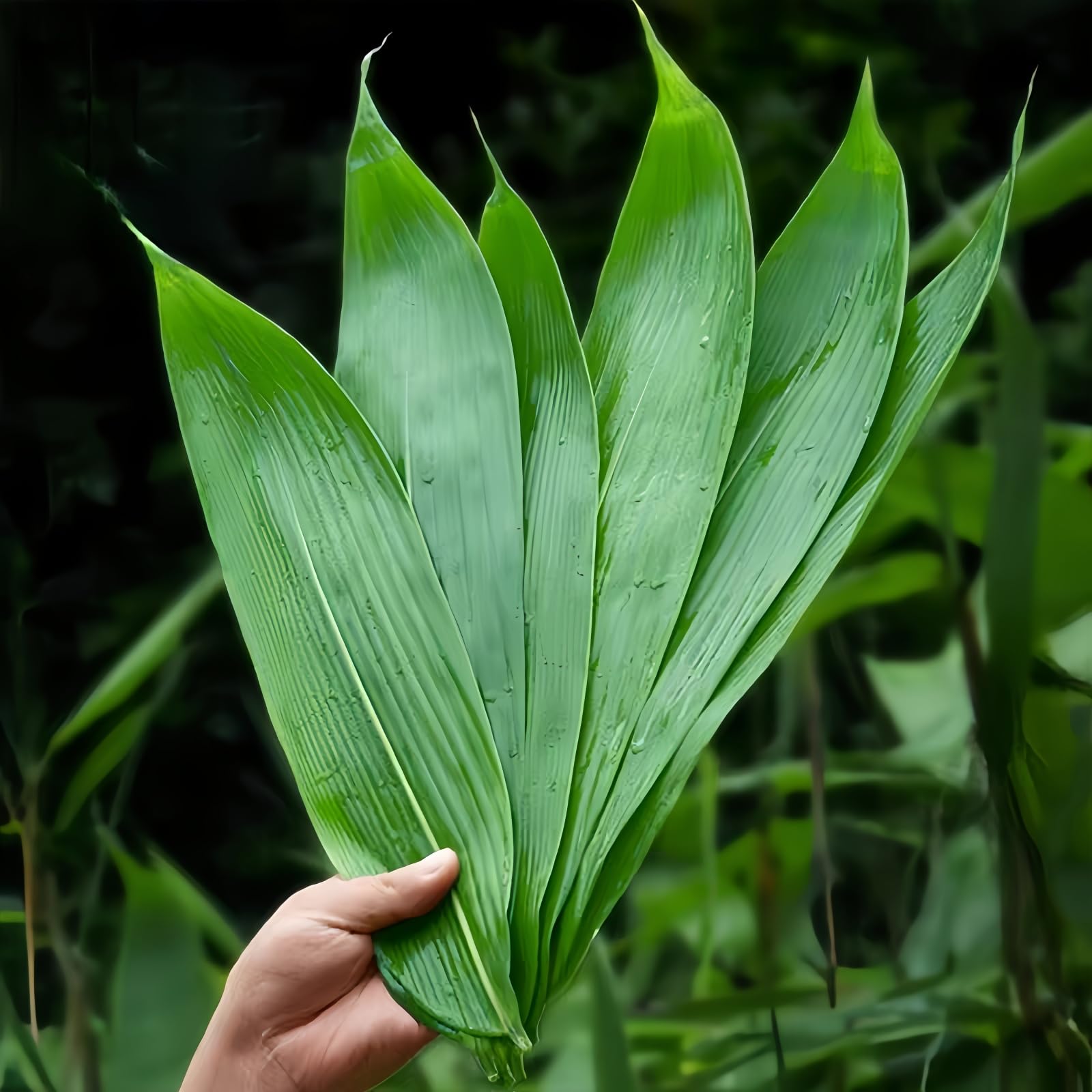 Photo 1 of 100 pcs Fresh Banana Leaves for Cooking,Large Leaf Zongzi Bamboo Leaves,Banaba Leaf Sushi Decoration for Food,Green Bamboo Leave Vacuum Packing