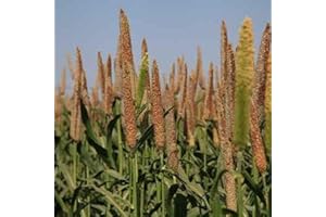 35+ Seeds Blends of Millet Seeds Mix German Proso Japanese Browntop Pearl
