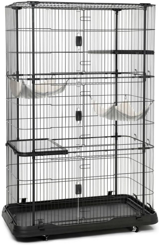 dogs and cats forever near me