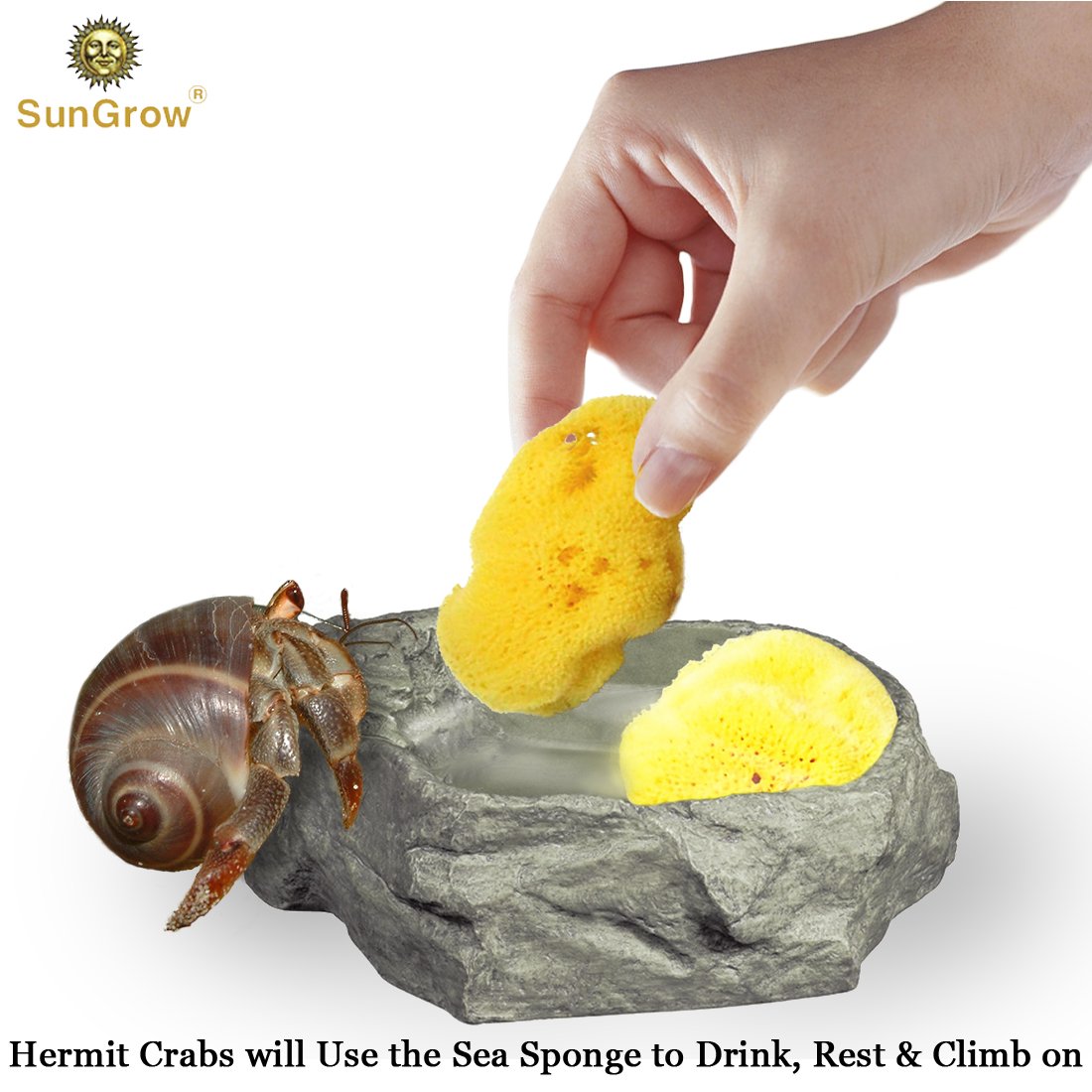 4-Pack Sea Sponges for Hermit Crabs --- Moisture Cocoon that keeps crabs Moist and Hydrated - Prevents Accidental Drowning and Suffocation - 100% All Natural and Safe