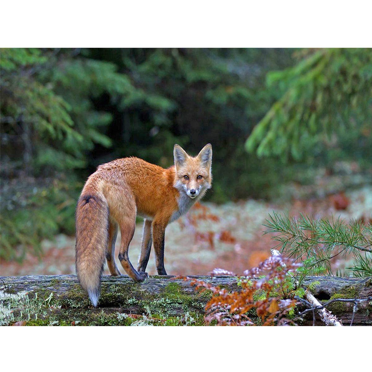 MXJSUA DIY 5D Fox Diamond Art Kits for Kids Adults Animal Full Drill Round Forest Diamond Painting Kits Gem Painting Rhinestone Arts Diamond Art Kits for Home Wall Art Decor 30X40 cm