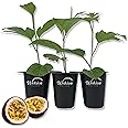 Purple Possum Passion Fruit Plant - 3 Live Tissue Culture Starter Plants - Edible Fruit Bearing Vine for The Patio and Garden