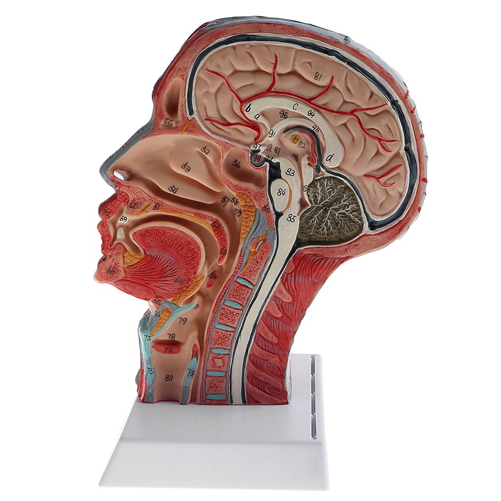 1 Modelo de Anatomía Humana Estructura de Cabeza Cráneo Vasculares