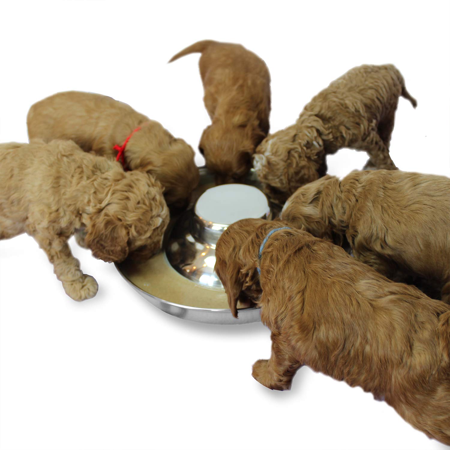 Podinor Stainless Steel Puppy Dog Bowls, Pets